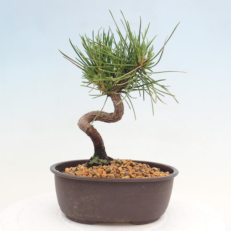 Bonsai ogrodowe - Pinus thunbergii - Sosna Thunbergia