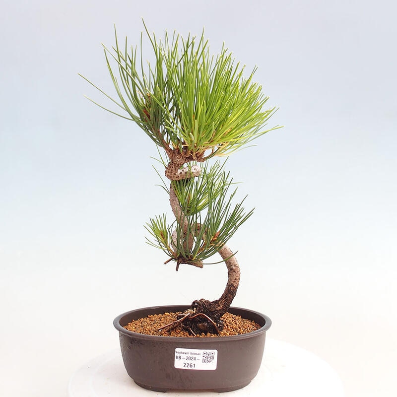 Bonsai ogrodowe - Pinus thunbergii - Sosna Thunbergia