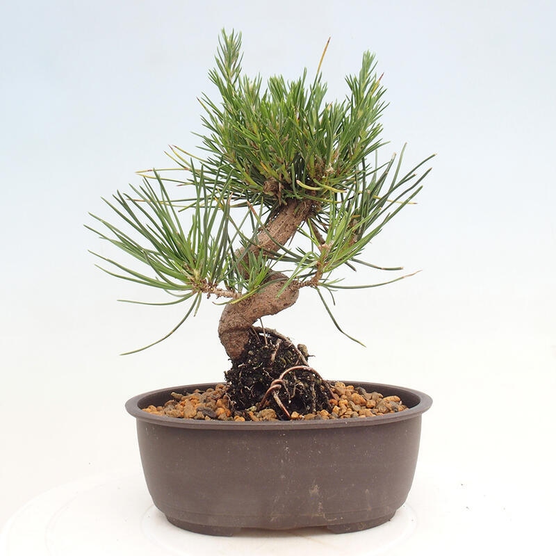 Bonsai ogrodowe - Pinus thunbergii - Sosna Thunbergia