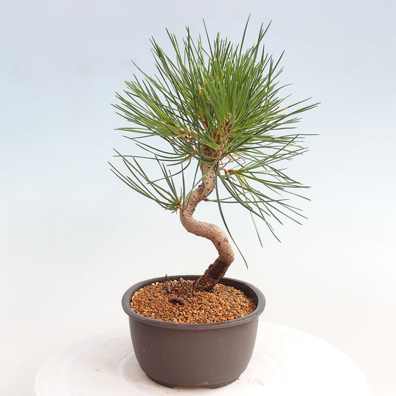 Bonsai ogrodowe - Pinus thunbergii - Sosna Thunbergia