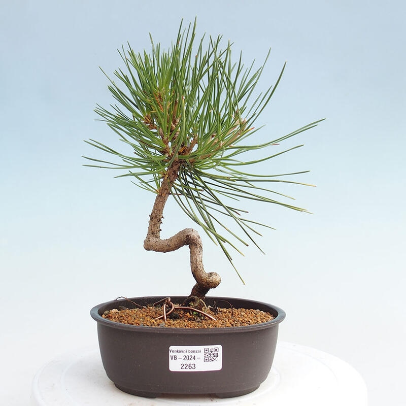 Bonsai ogrodowe - Pinus thunbergii - Sosna Thunbergia