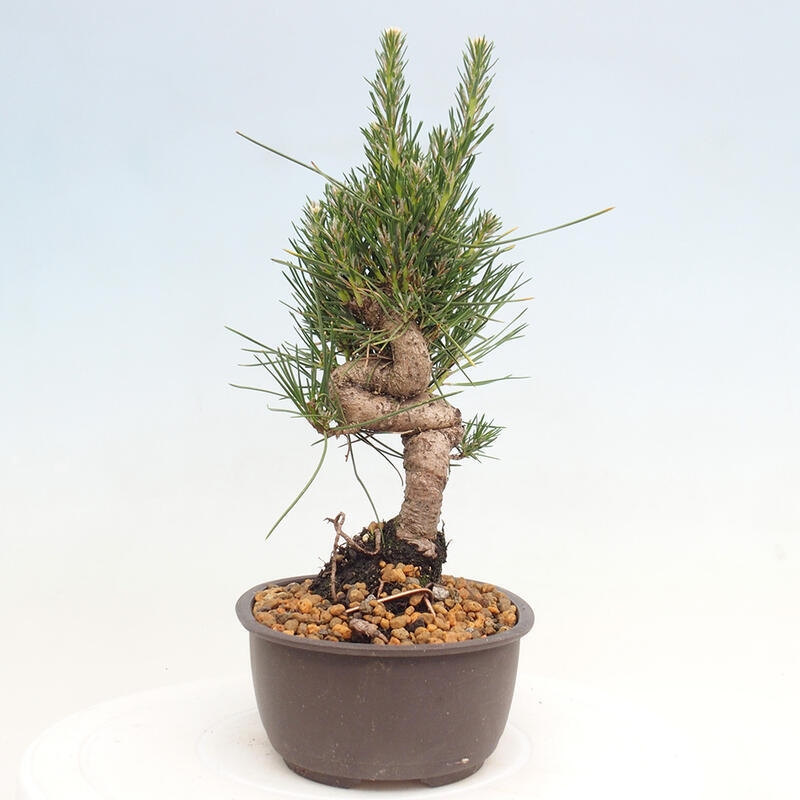 Bonsai ogrodowe - Pinus thunbergii - Sosna Thunbergia