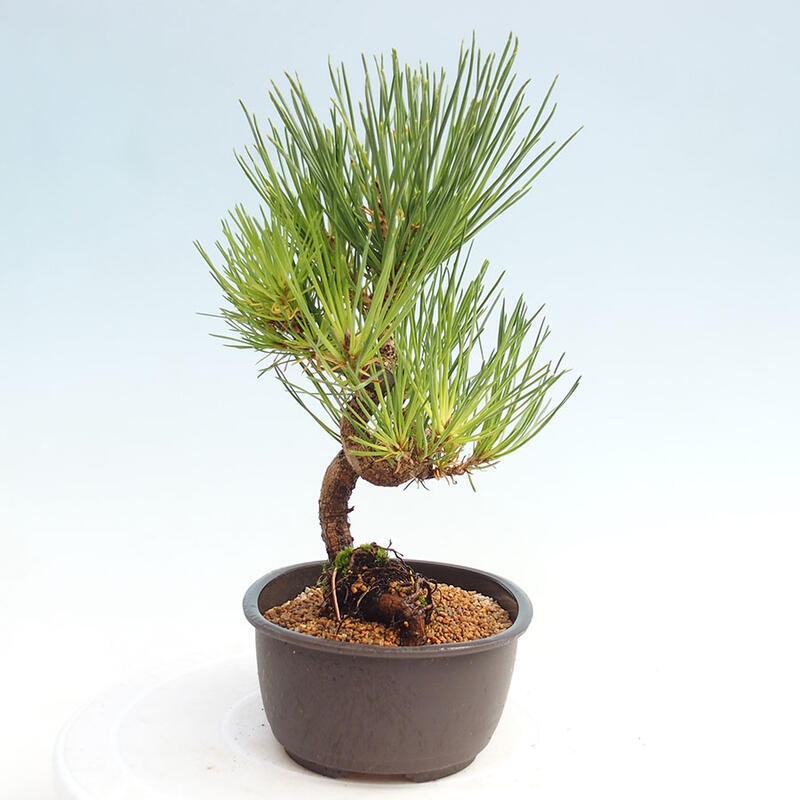 Bonsai ogrodowe - Pinus thunbergii - Sosna Thunbergia