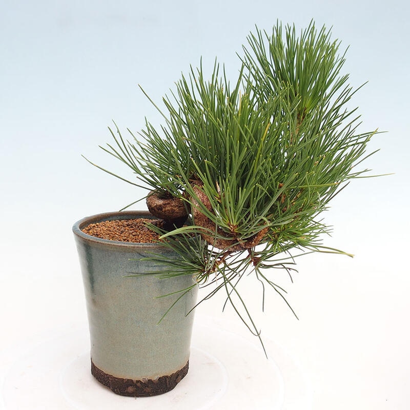 Bonsai ogrodowe - Pinus thunbergii - Sosna Thunbergia