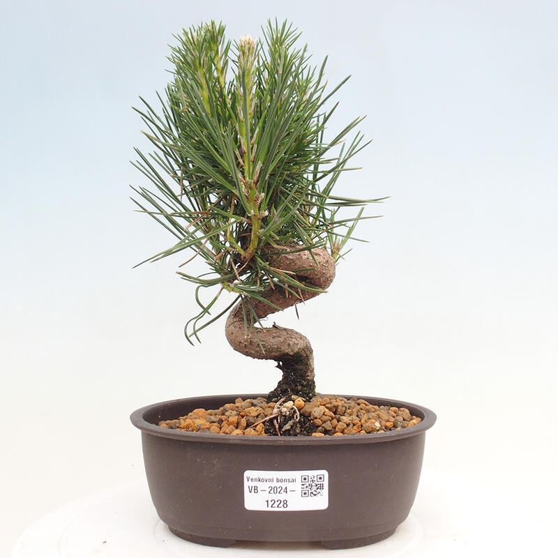 Bonsai ogrodowe - Pinus thunbergii - Sosna Thunbergia