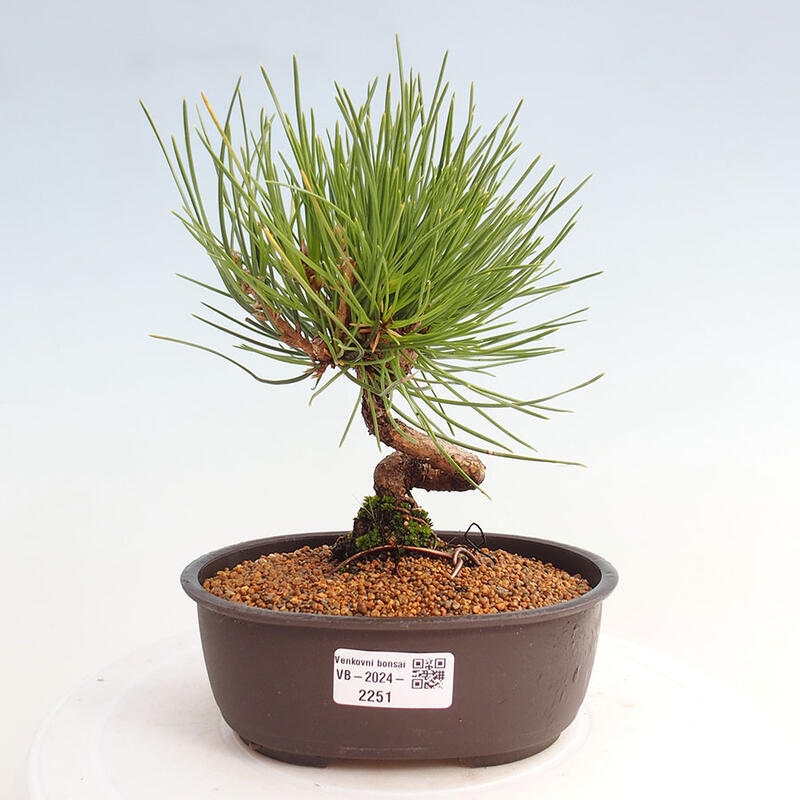 Bonsai ogrodowe - Pinus thunbergii - Sosna Thunbergia