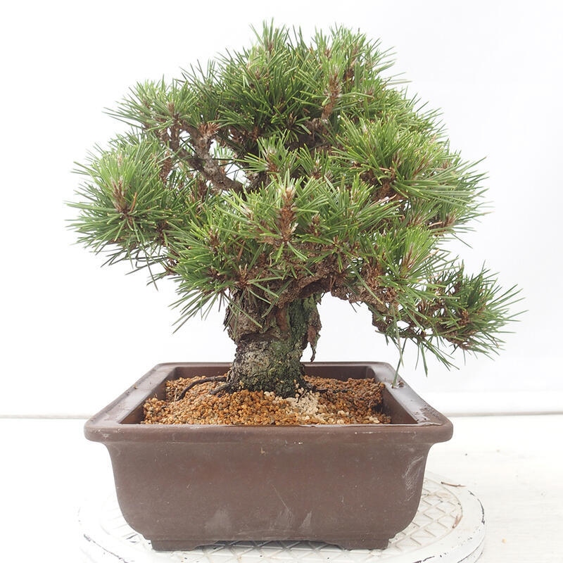 Bonsai ogrodowe - Pinus thunbergii - Sosna Thunberg