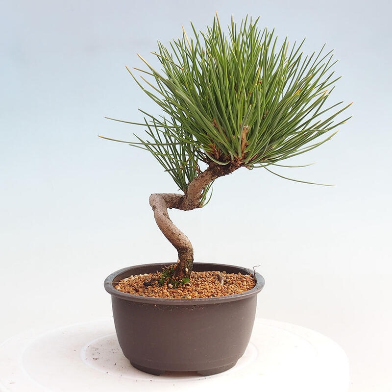 Bonsai ogrodowe - Pinus thunbergii - Sosna Thunbergia