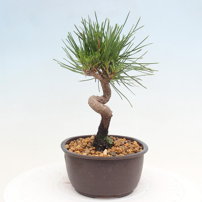 Bonsai ogrodowe - Pinus thunbergii - Sosna Thunbergia