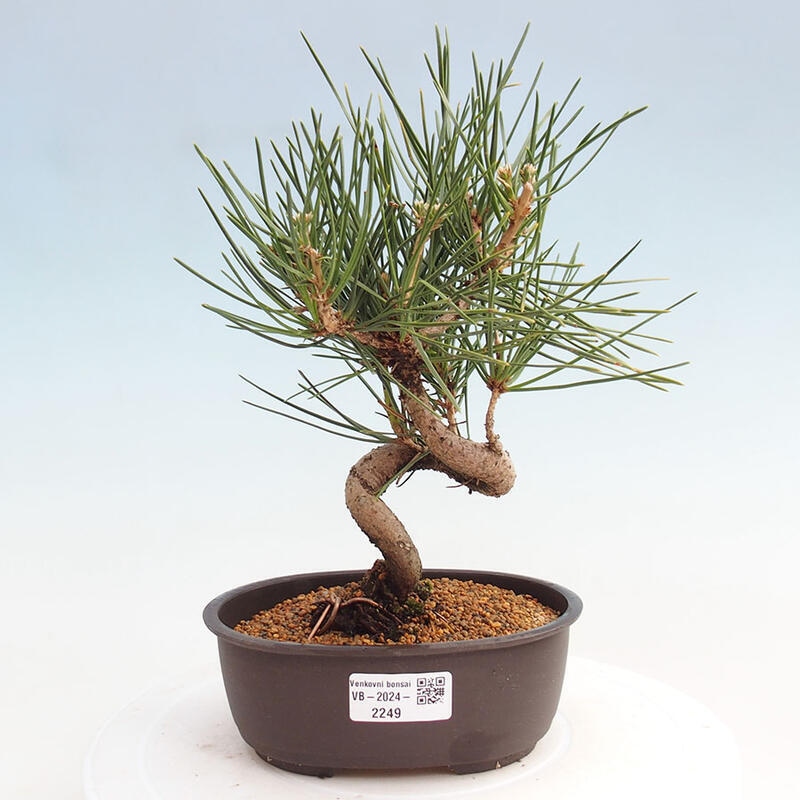 Bonsai ogrodowe - Pinus thunbergii - Sosna Thunbergia