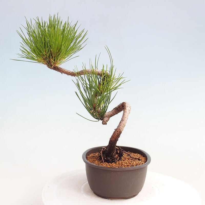 Bonsai ogrodowe - Pinus thunbergii - Sosna Thunbergia