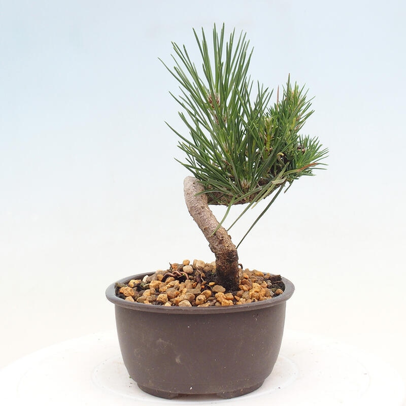 Bonsai ogrodowe - Pinus thunbergii - Sosna Thunbergia