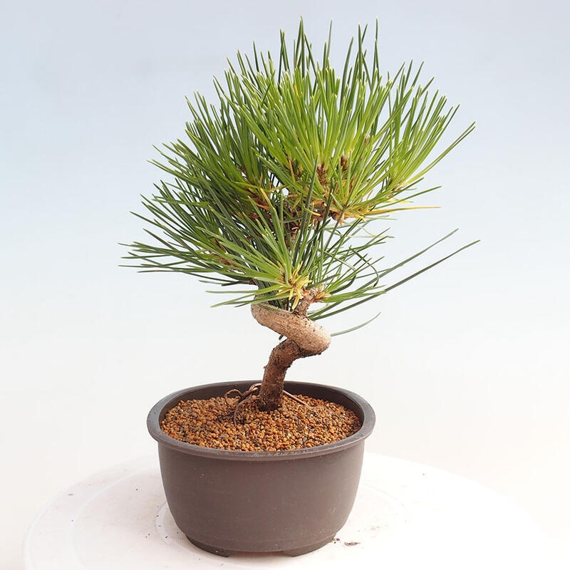 Bonsai ogrodowe - Pinus thunbergii - Sosna Thunbergia