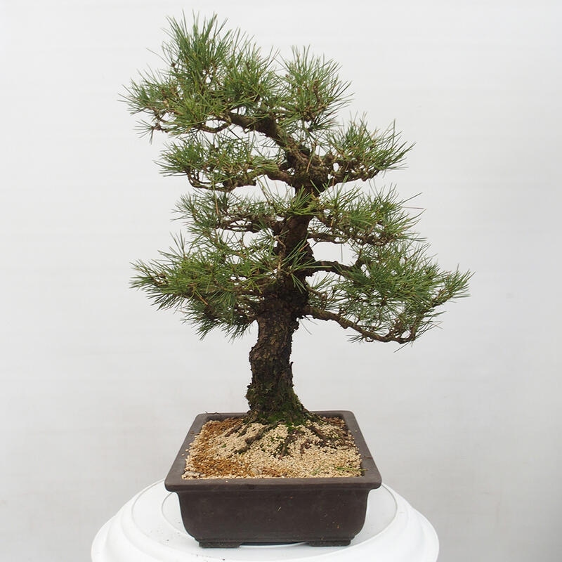 Bonsai ogrodowe - Pinus thunbergii - Sosna Thunberg