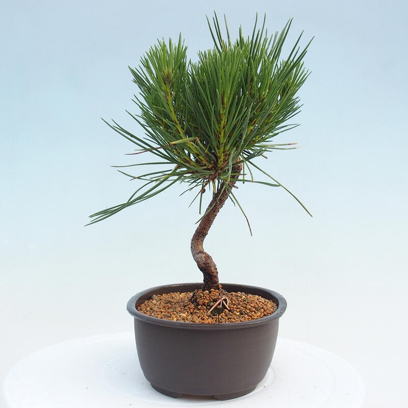 Bonsai ogrodowe - Pinus thunbergii - Sosna Thunbergia