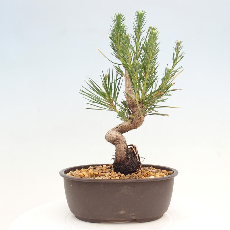 Bonsai ogrodowe - Pinus thunbergii - Sosna Thunbergia