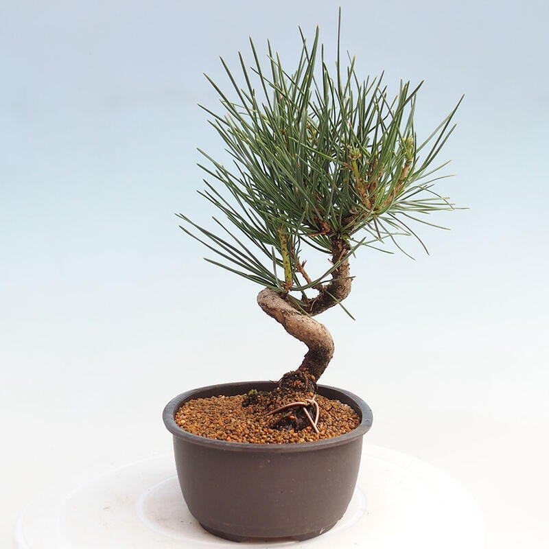 Bonsai ogrodowe - Pinus thunbergii - Sosna Thunbergia