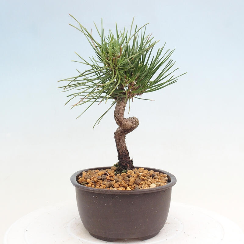 Bonsai ogrodowe - Pinus thunbergii - Sosna Thunbergia