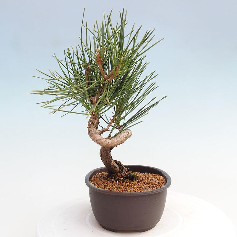 Bonsai ogrodowe - Pinus thunbergii - Sosna Thunbergia