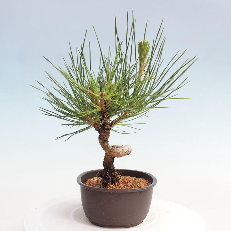 Bonsai ogrodowe - Pinus thunbergii - Sosna Thunbergia