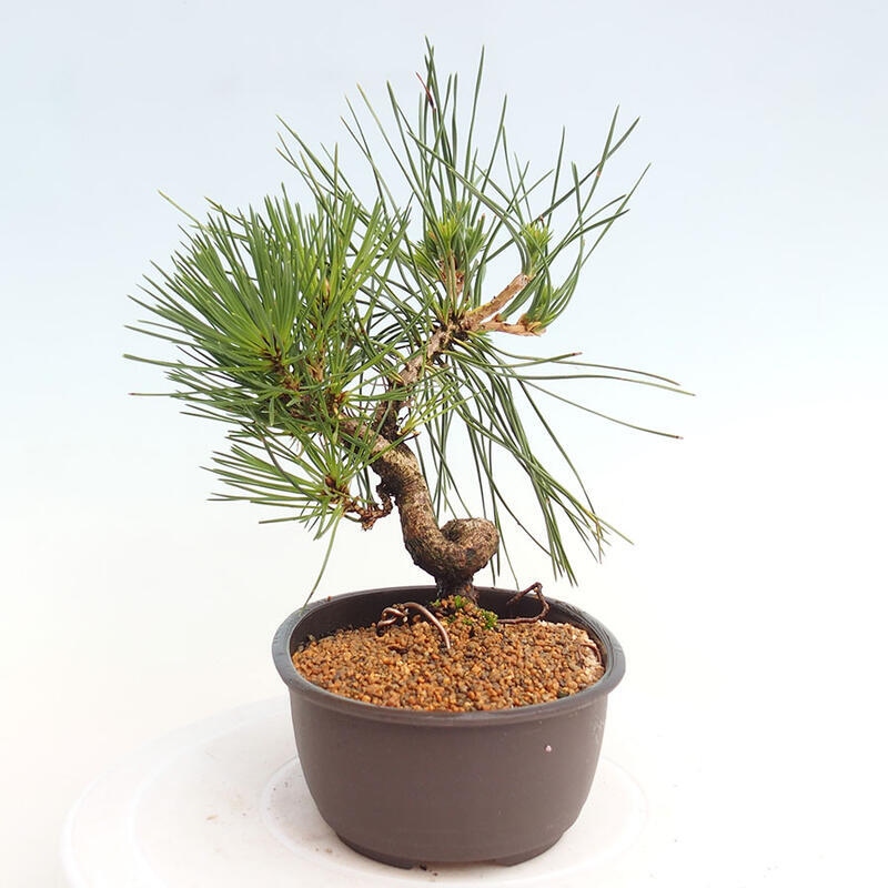 Bonsai ogrodowe - Pinus thunbergii - Sosna Thunbergia