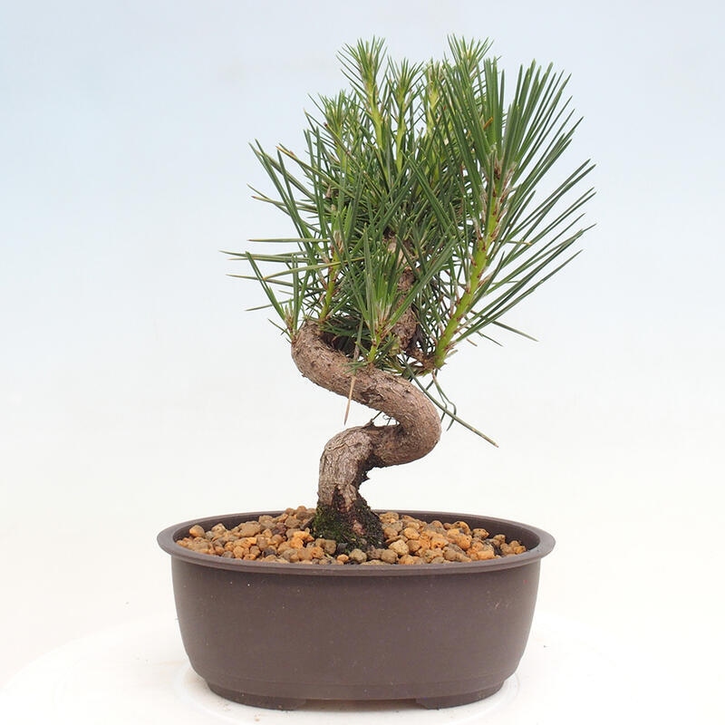 Bonsai ogrodowe - Pinus thunbergii - Sosna Thunbergia