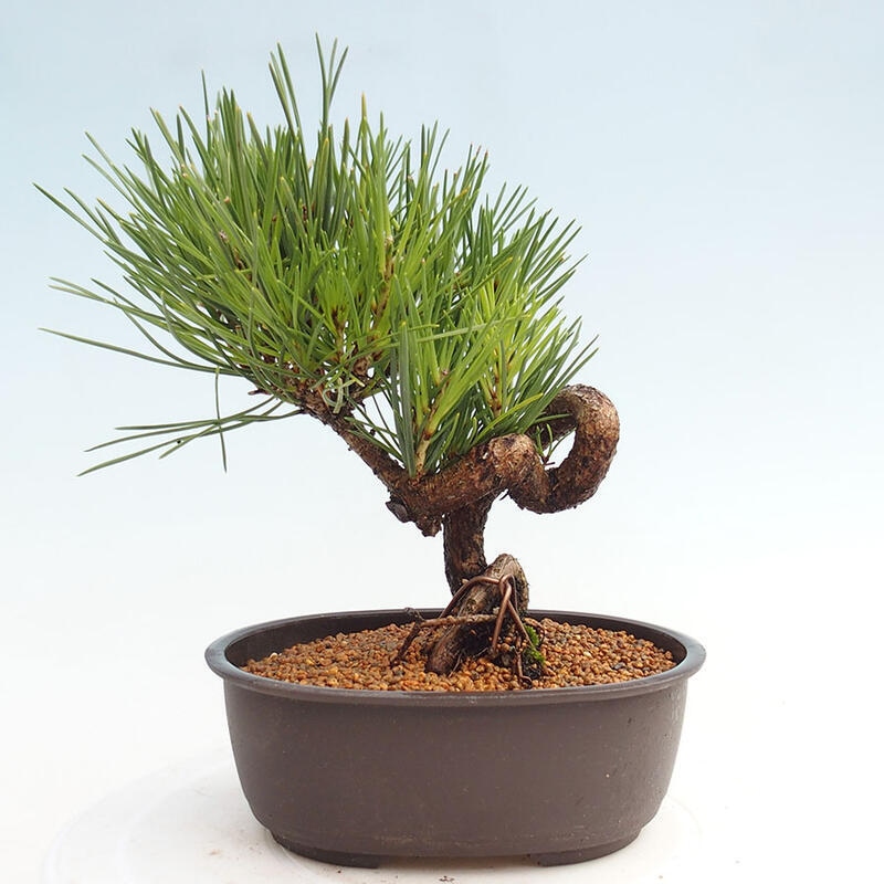 Bonsai ogrodowe - Pinus thunbergii - Sosna Thunbergia