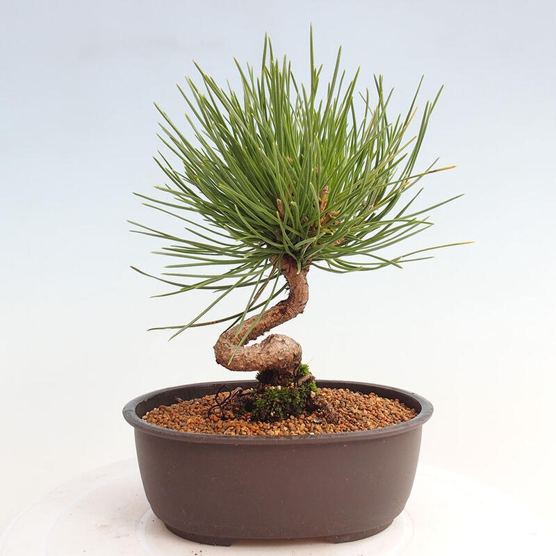 Bonsai ogrodowe - Pinus thunbergii - Sosna Thunbergia