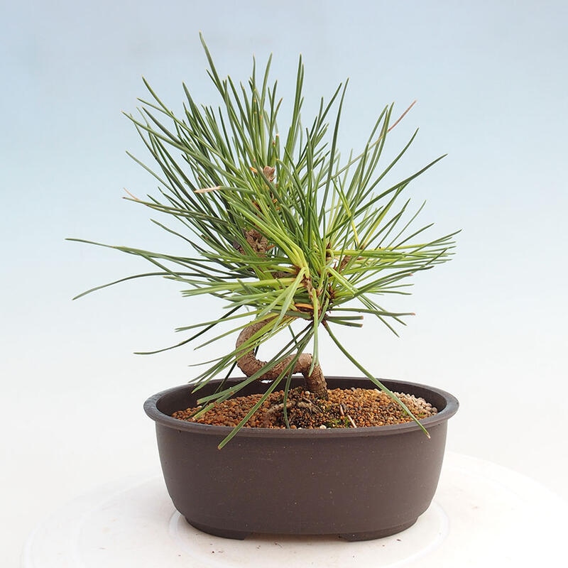 Bonsai ogrodowe - Pinus thunbergii - Sosna Thunbergia