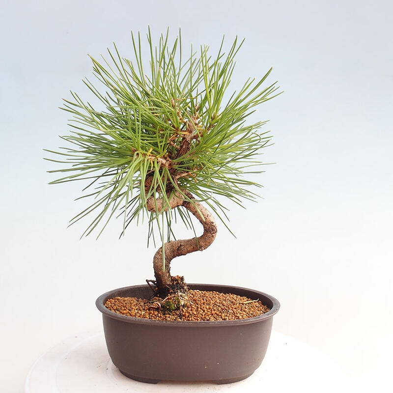 Bonsai ogrodowe - Pinus thunbergii - Sosna Thunbergia