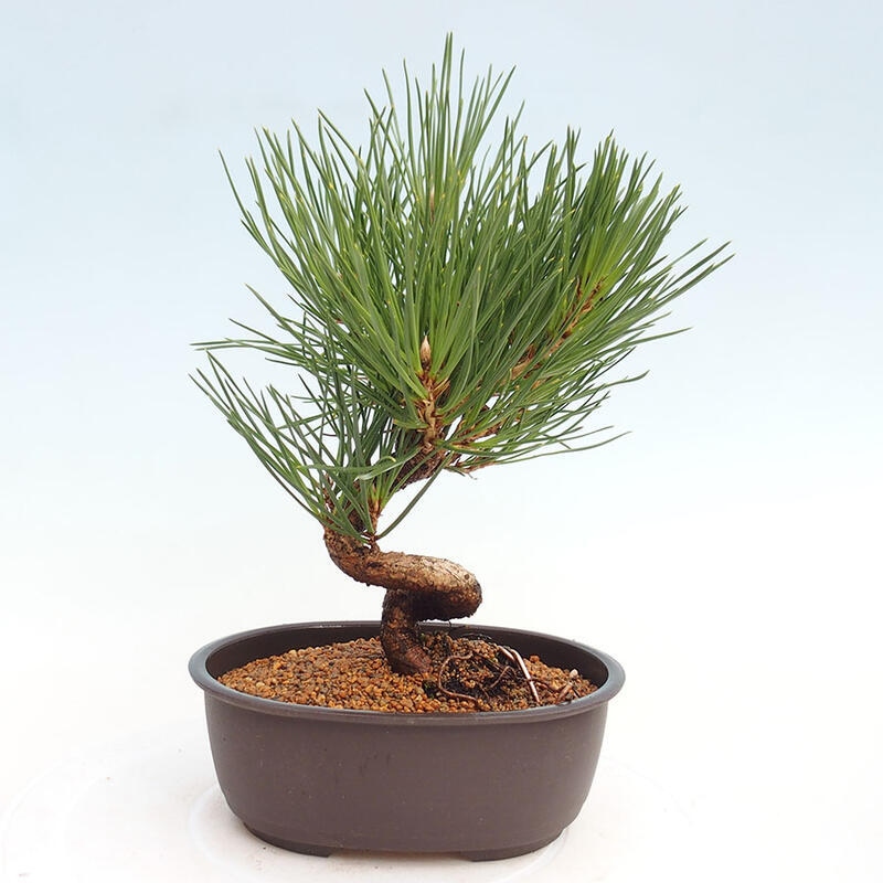 Bonsai ogrodowe - Pinus thunbergii - Sosna Thunbergia