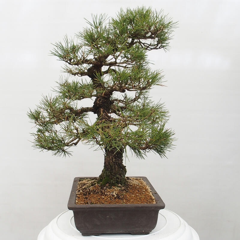 Bonsai ogrodowe - Pinus thunbergii - Sosna Thunberg