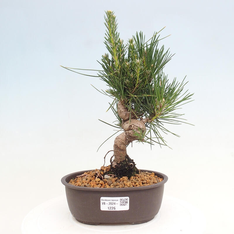 Bonsai ogrodowe - Pinus thunbergii - Sosna Thunbergia