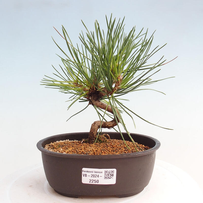 Bonsai ogrodowe - Pinus thunbergii - Sosna Thunbergia