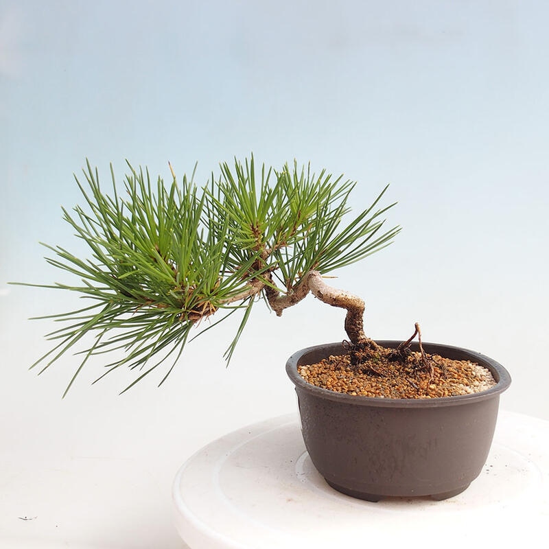 Bonsai ogrodowe - Pinus thunbergii - Sosna Thunbergia