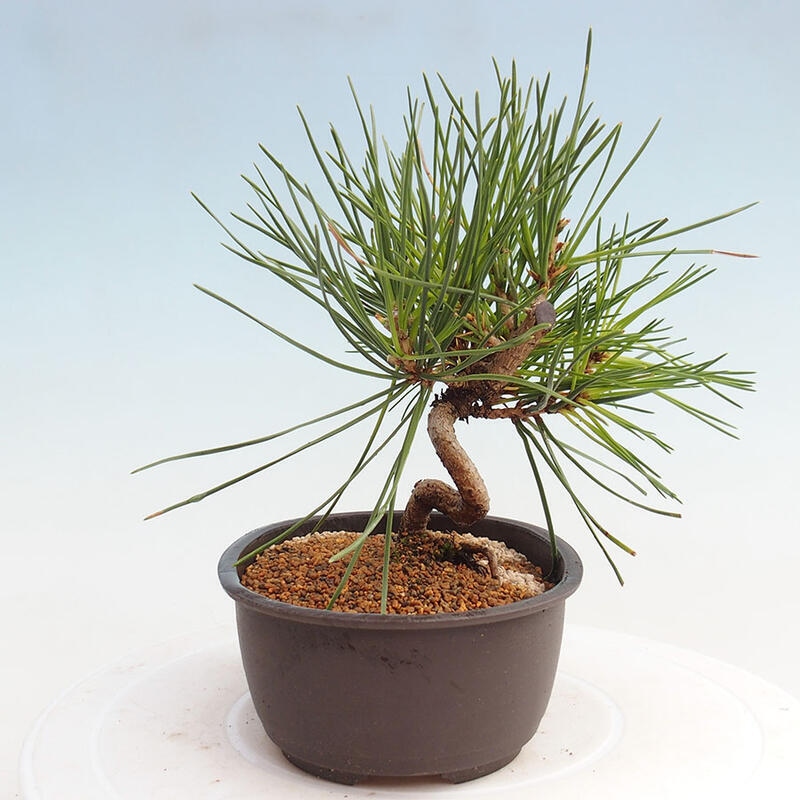 Bonsai ogrodowe - Pinus thunbergii - Sosna Thunbergia