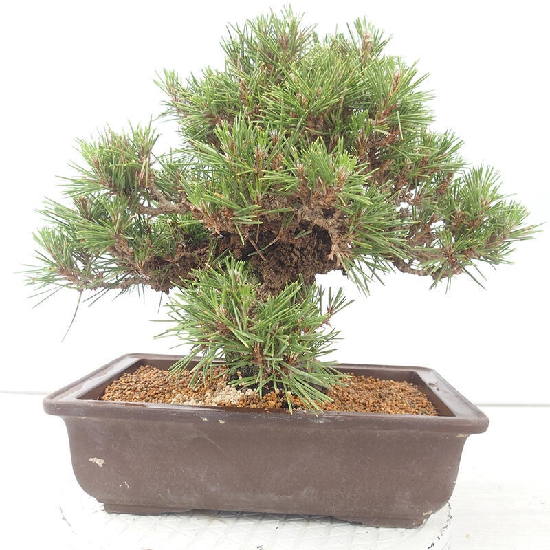 Bonsai ogrodowe - Pinus thunbergii - Sosna Thunberg