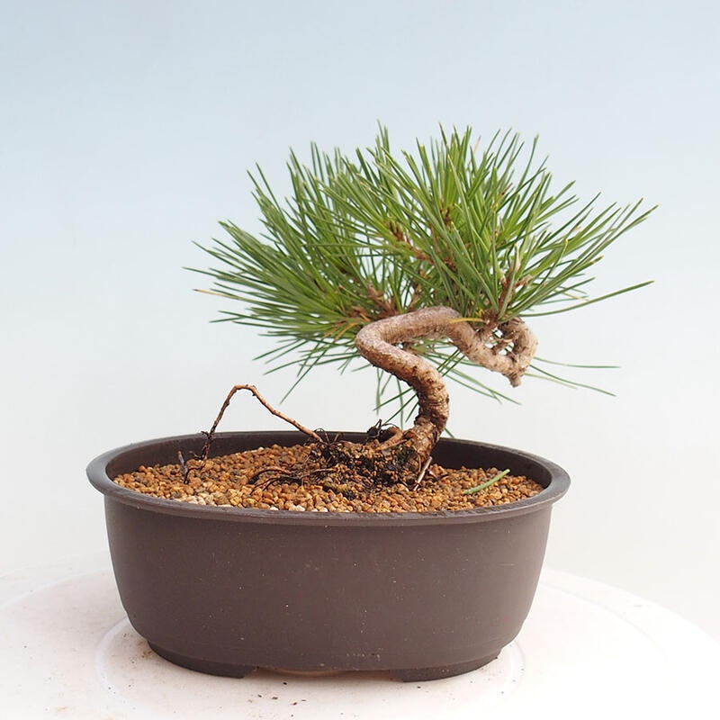 Bonsai ogrodowe - Pinus thunbergii - Sosna Thunbergia