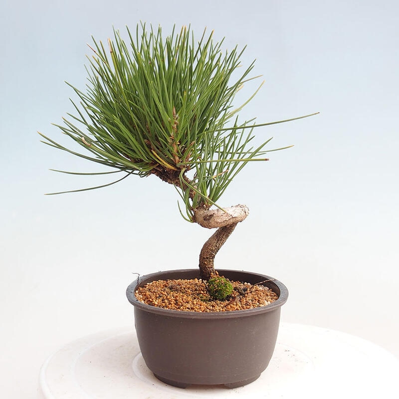 Bonsai ogrodowe - Pinus thunbergii - Sosna Thunbergia