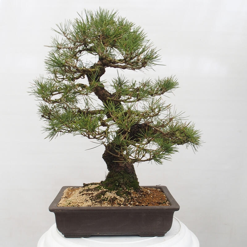 Bonsai ogrodowe - Pinus thunbergii - Sosna Thunberg