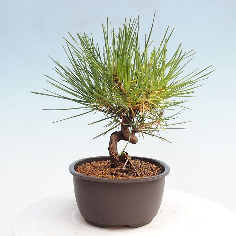 Bonsai ogrodowe - Pinus thunbergii - Sosna Thunbergia