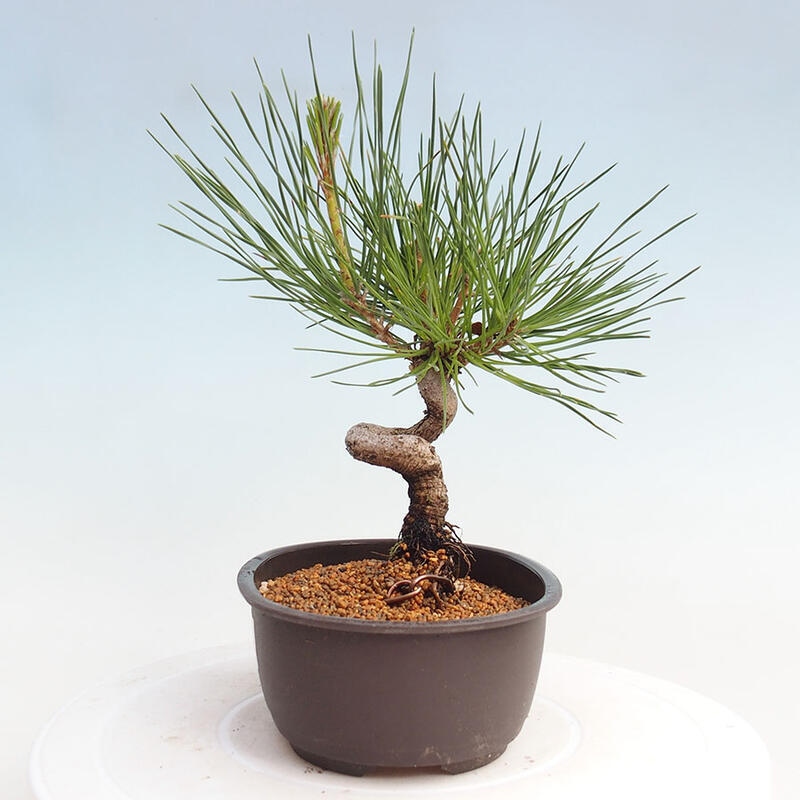 Bonsai ogrodowe - Pinus thunbergii - Sosna Thunbergia