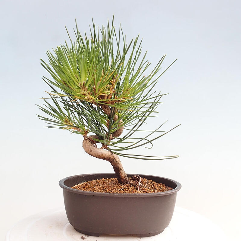 Bonsai ogrodowe - Pinus thunbergii - Sosna Thunbergia