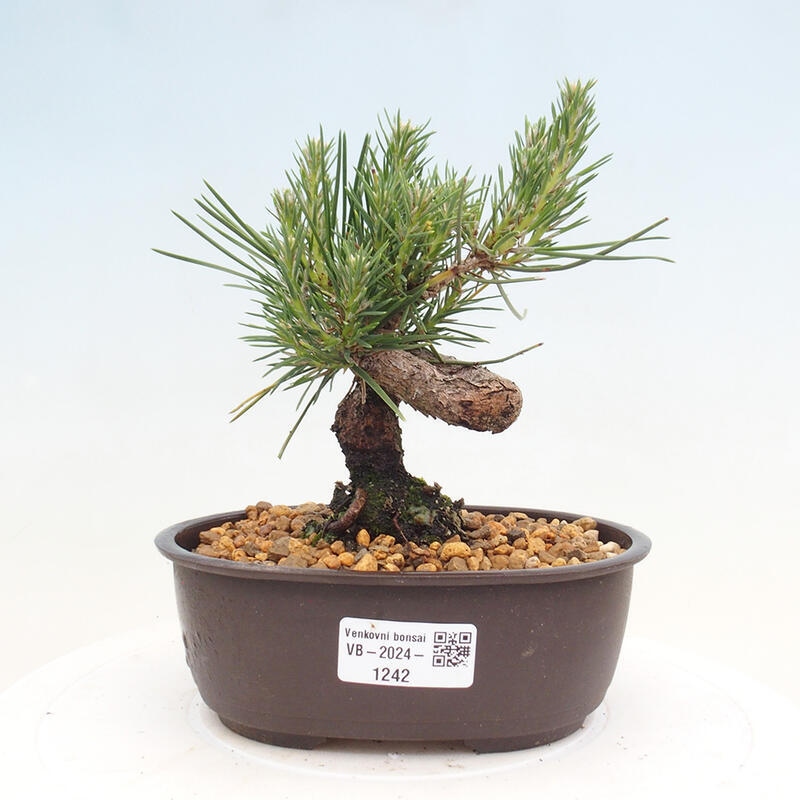 Bonsai ogrodowe - Pinus thunbergii - Sosna Thunbergia