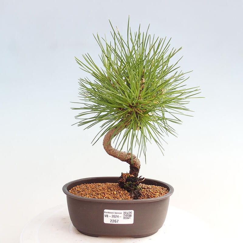 Bonsai ogrodowe - Pinus thunbergii - Sosna Thunbergia