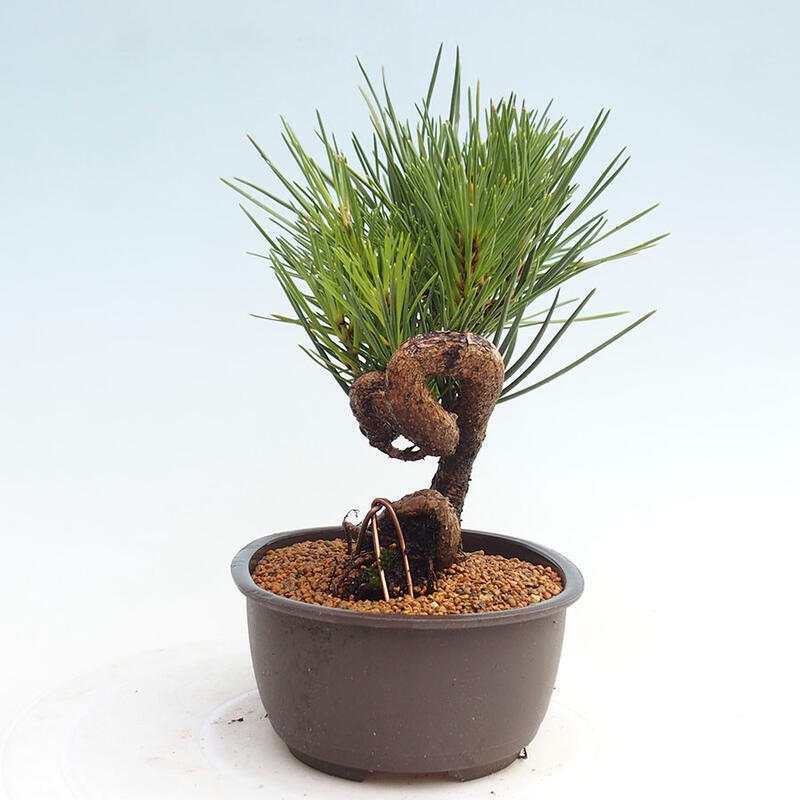 Bonsai ogrodowe - Pinus thunbergii - Sosna Thunbergia