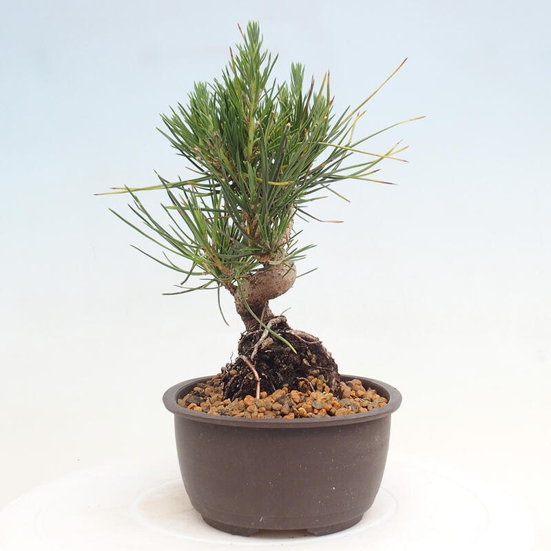 Bonsai ogrodowe - Pinus thunbergii - Sosna Thunbergia