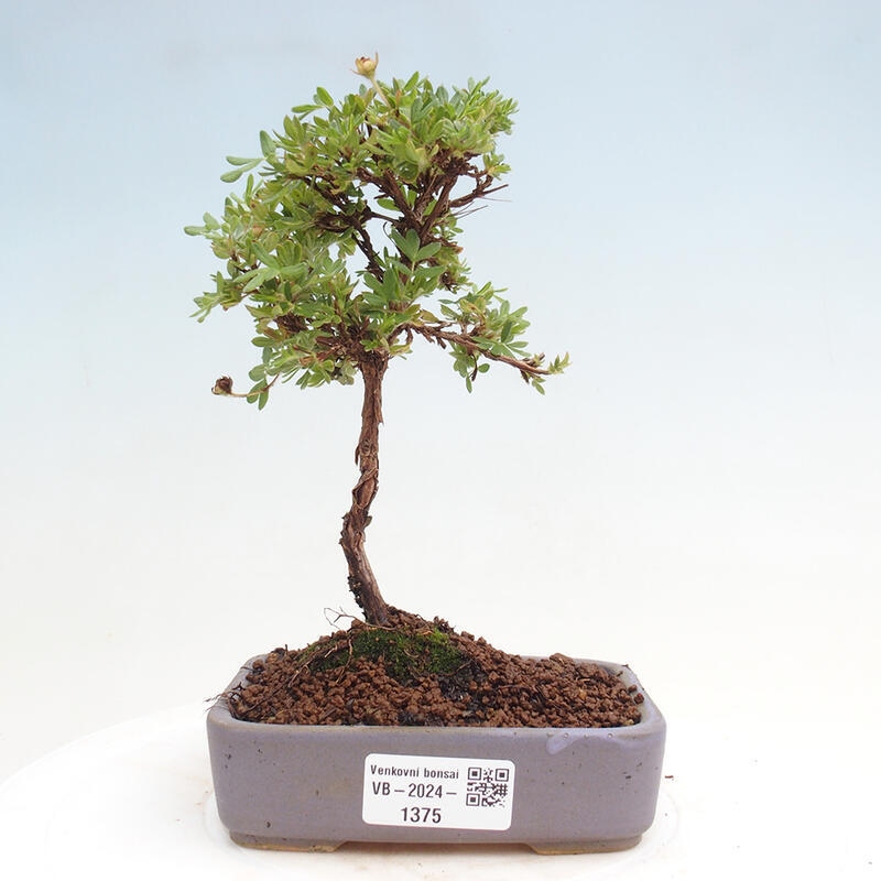 Bonsai zewnętrzne - Potentilla Alba - Mochna biała