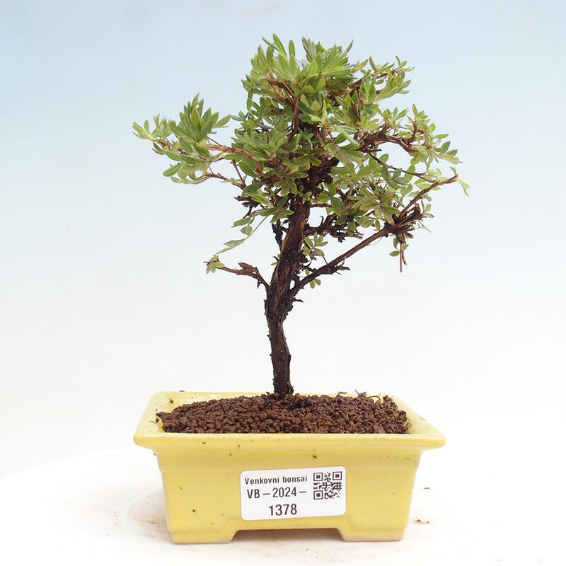 Bonsai zewnętrzne - Potentilla Alba - Mochna biała