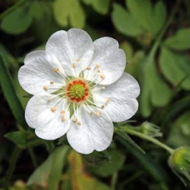 Bonsai zewnętrzne - Potentilla Alba - Mochna biała